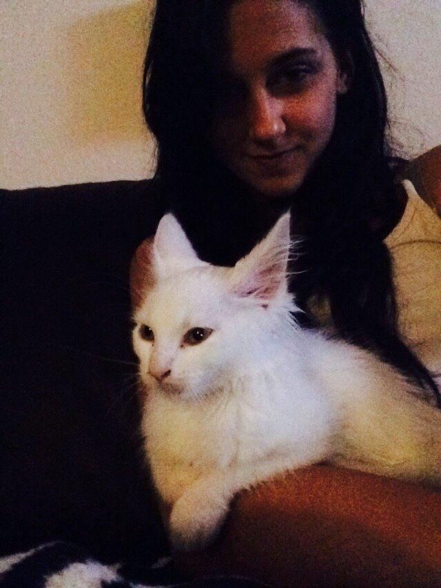 Maine Coon Ahri "Mitte" billede 6