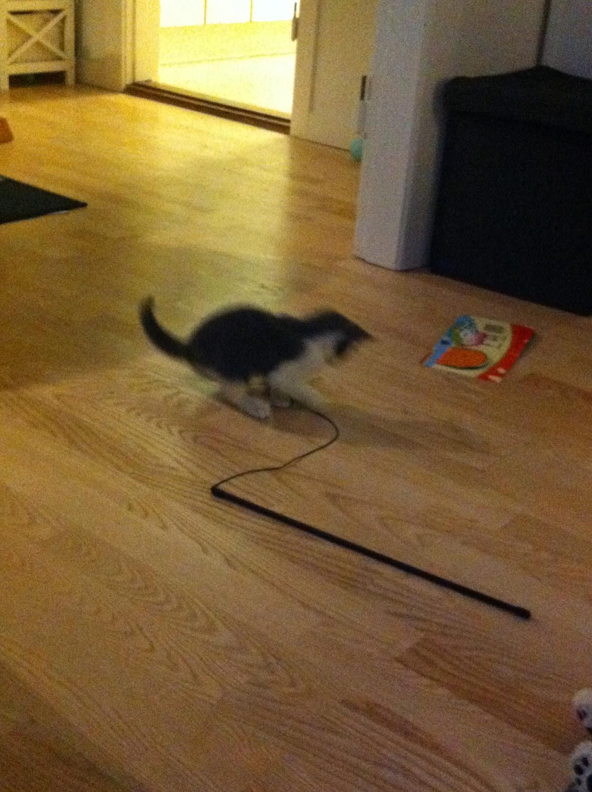 Huskat Mille billede 1