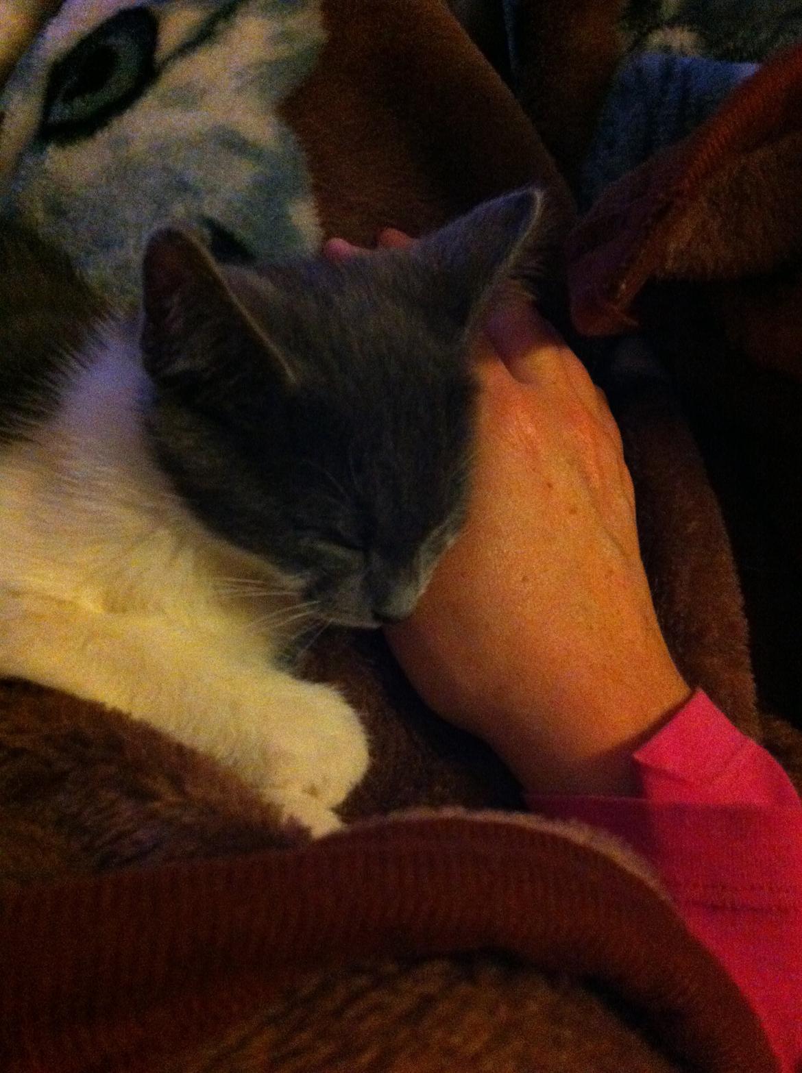 Huskat Mille billede 3