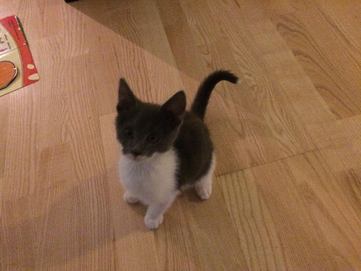 Huskat Mille billede 2