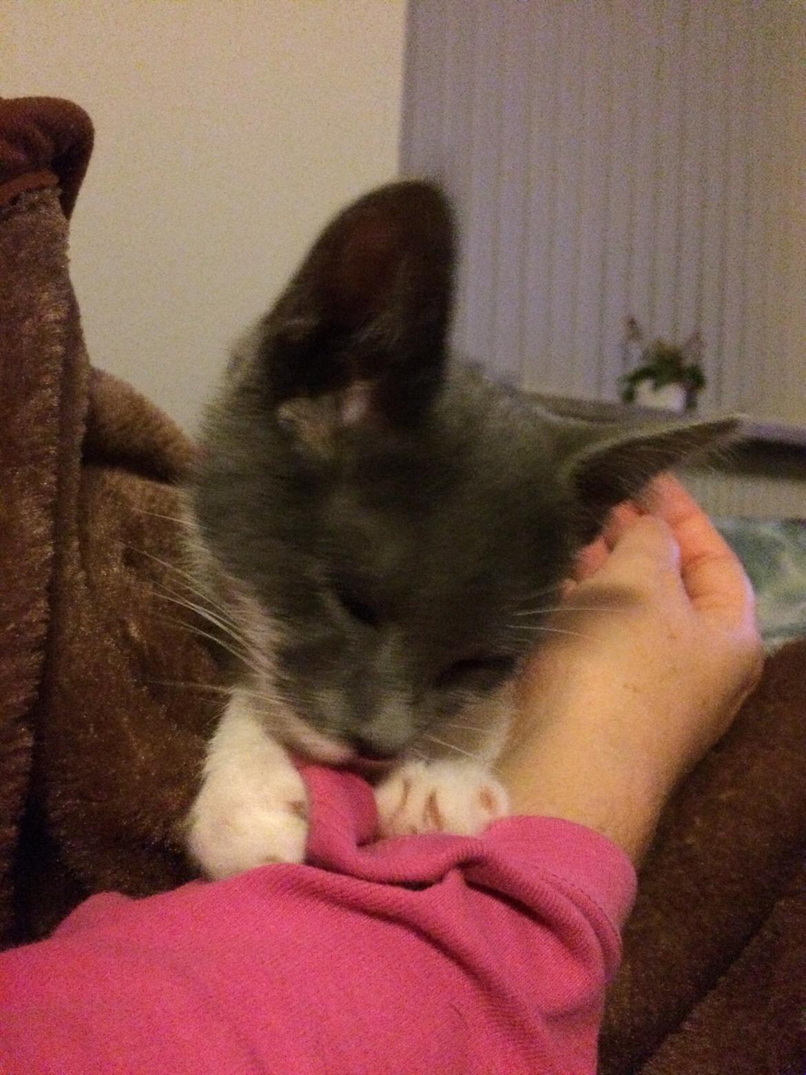 Huskat Mille billede 4