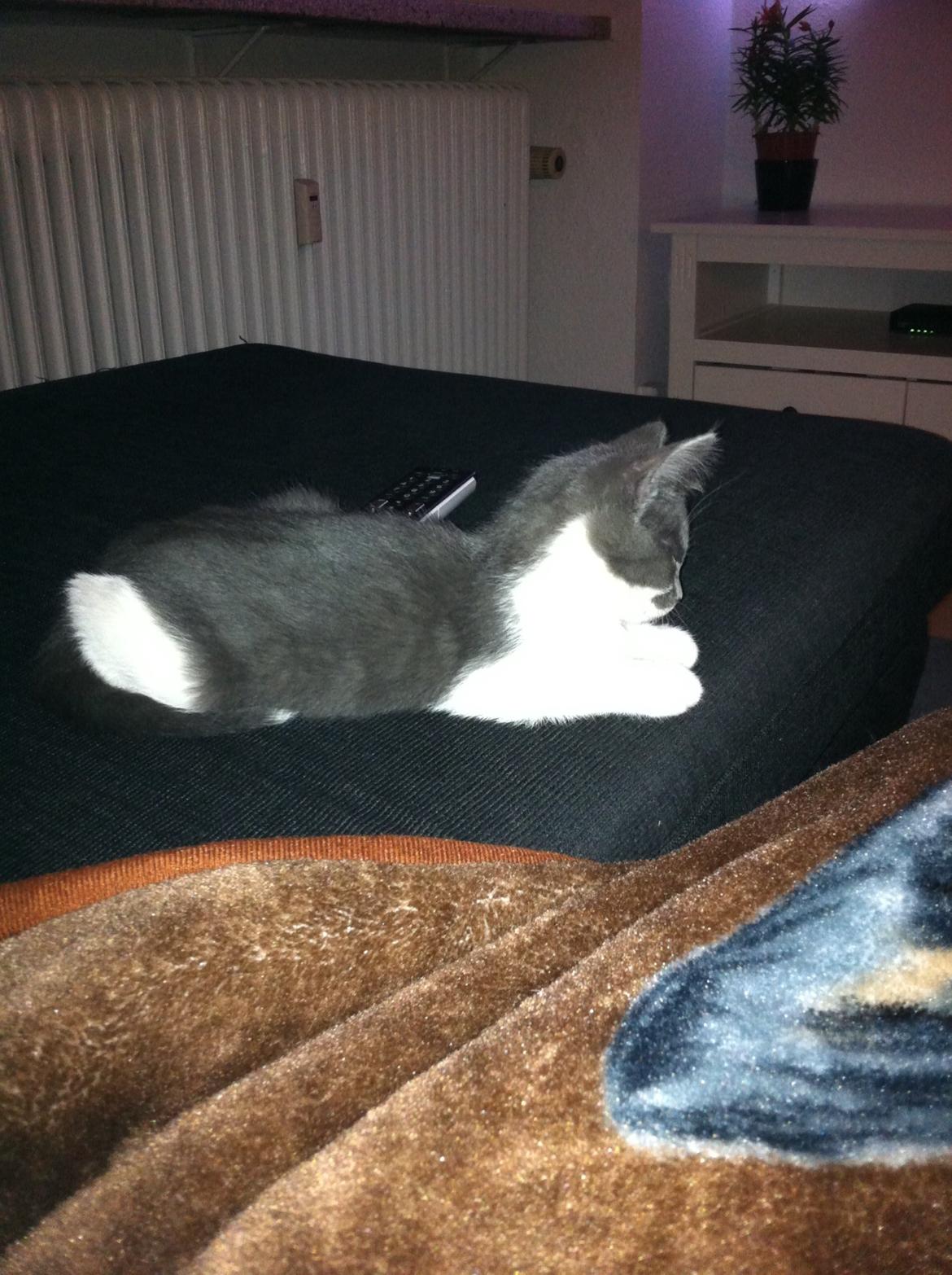 Huskat Mille billede 5