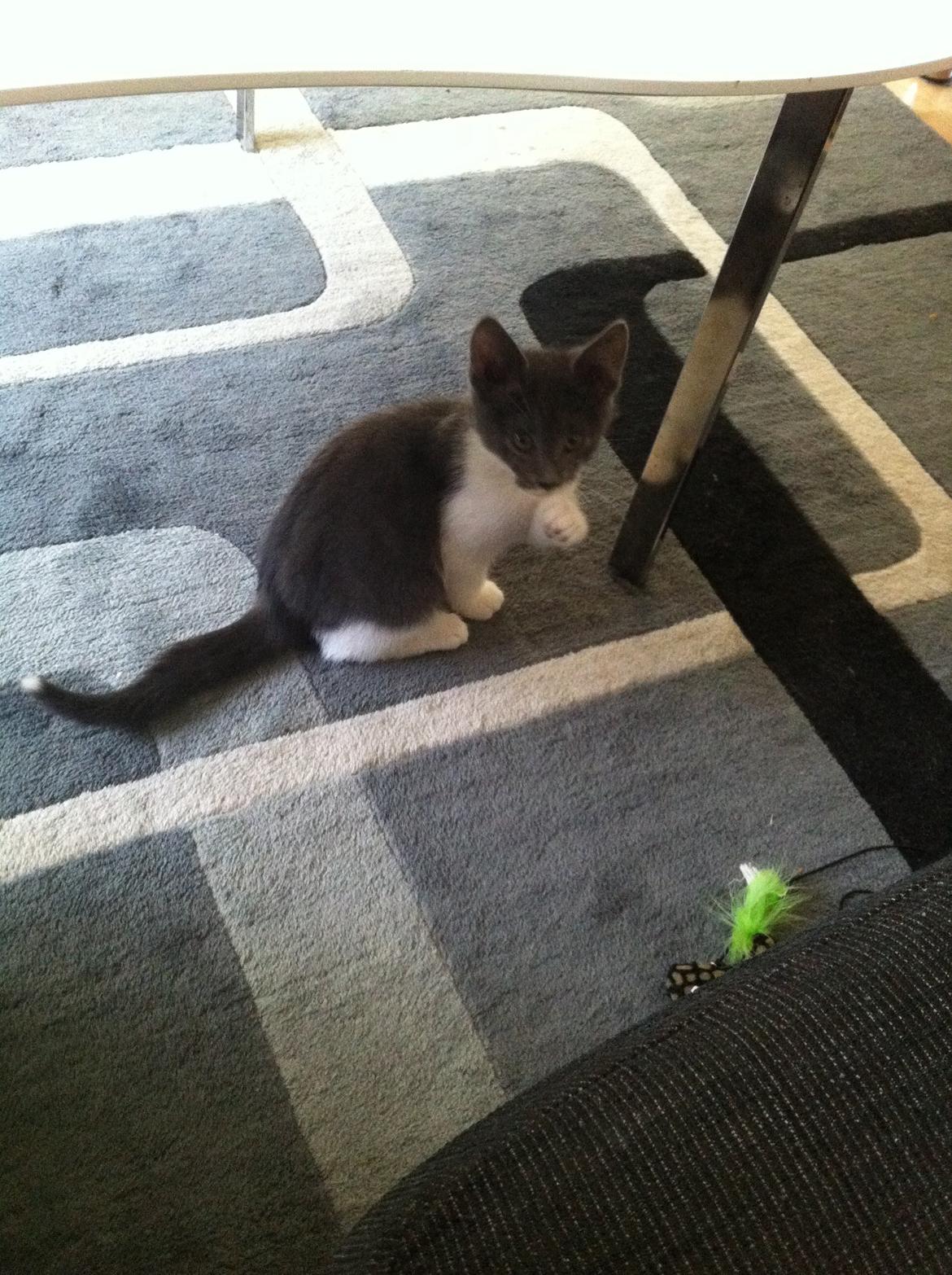 Huskat Mille billede 6