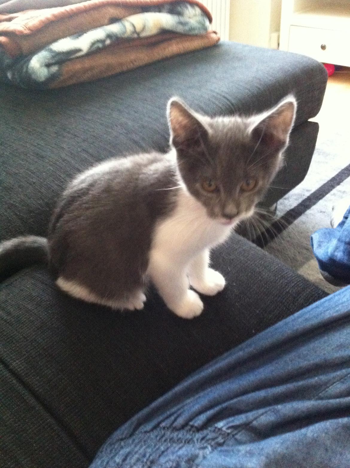 Huskat Mille billede 7