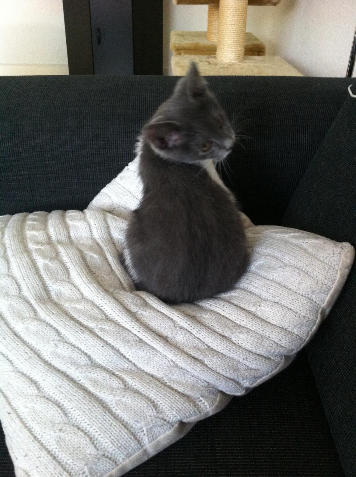 Huskat Mille billede 8