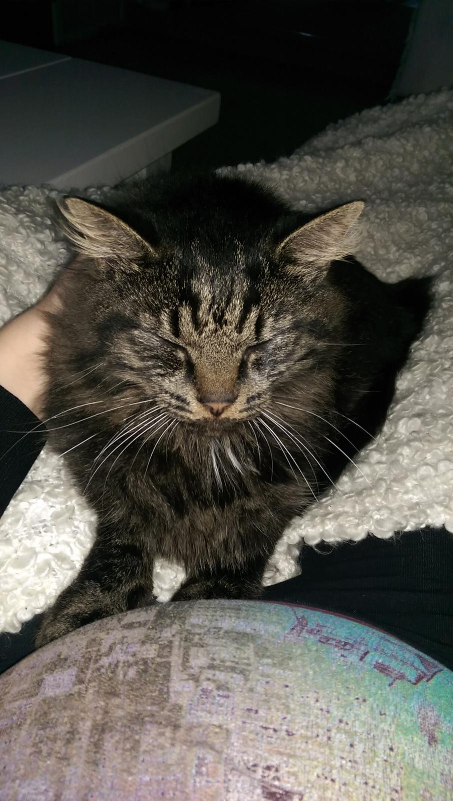 Norsk Skovkat sesam billede 1