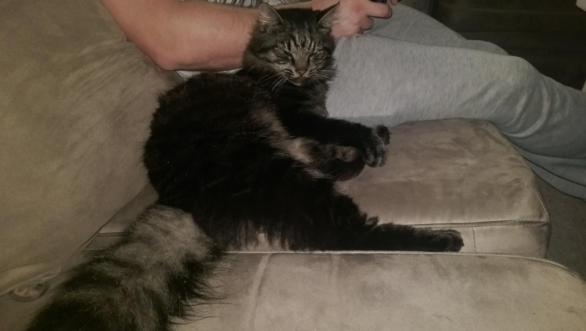 Norsk Skovkat sesam billede 2