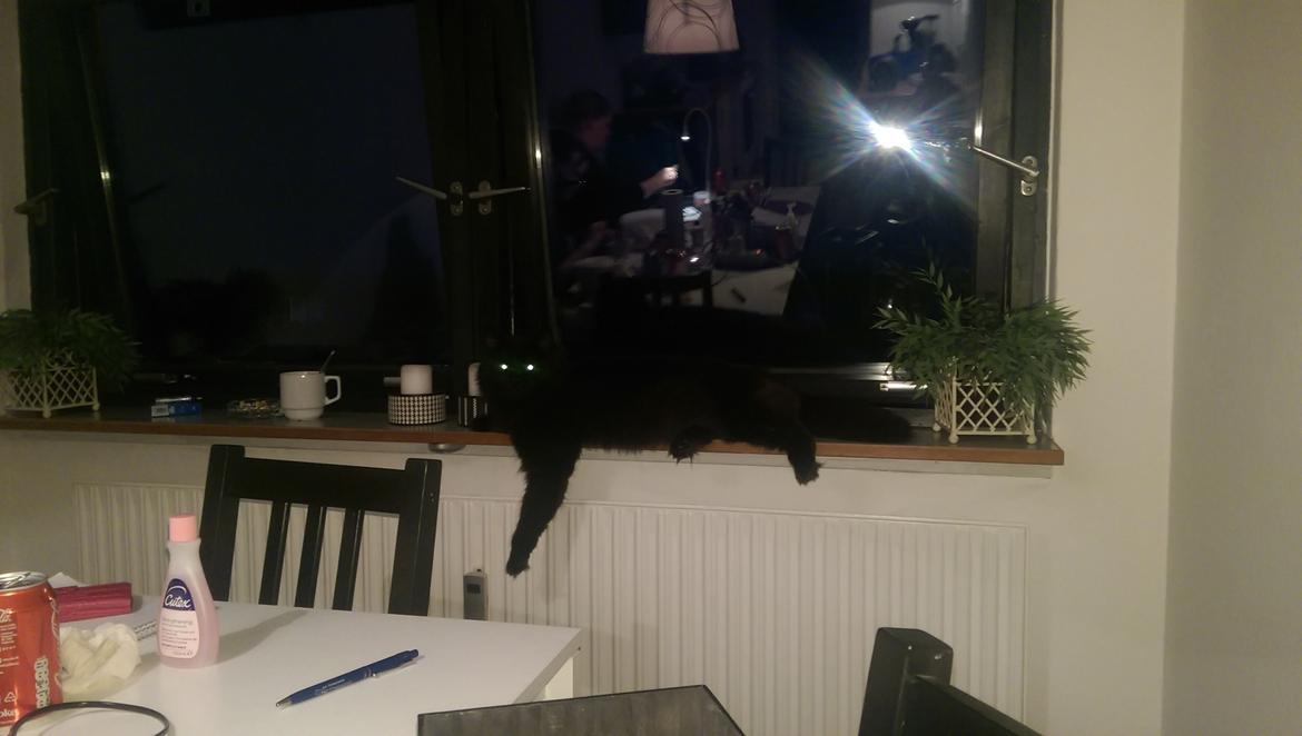 Norsk Skovkat sesam billede 5