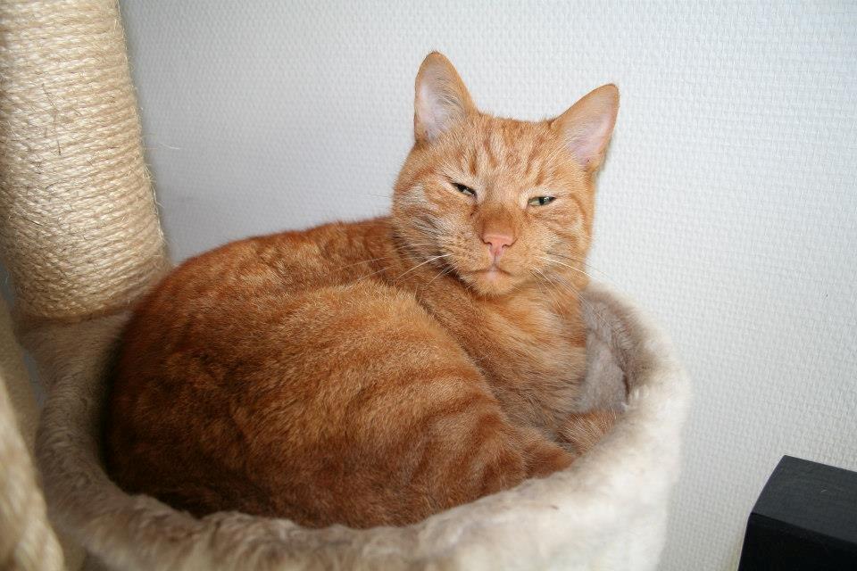 Huskat Julle billede 3