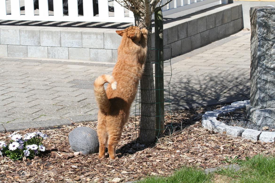 Huskat Julle billede 4