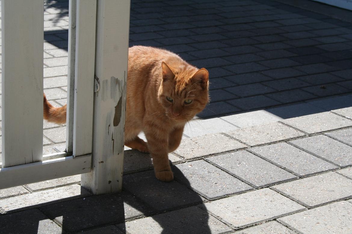 Huskat Julle billede 6