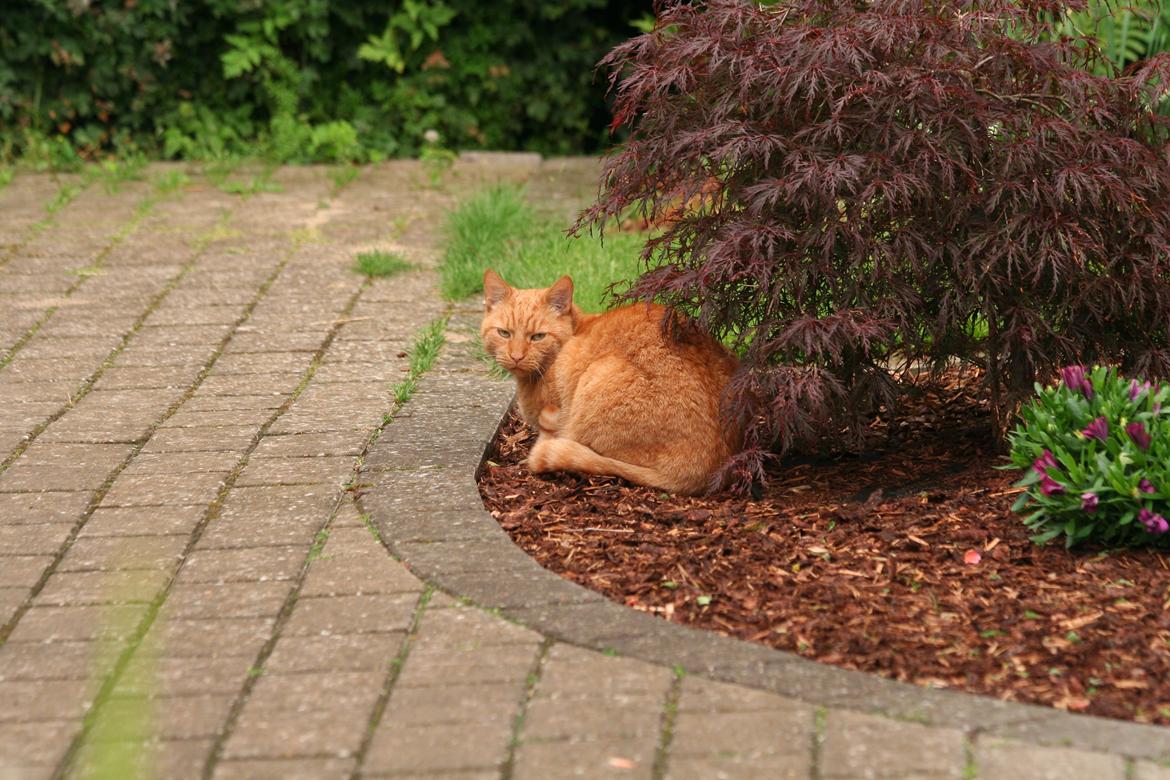 Huskat Julle billede 8