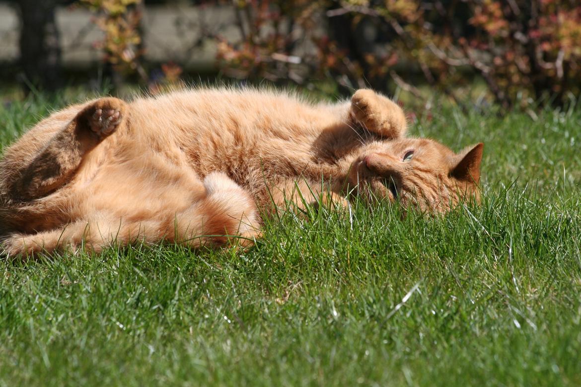 Huskat Julle billede 5