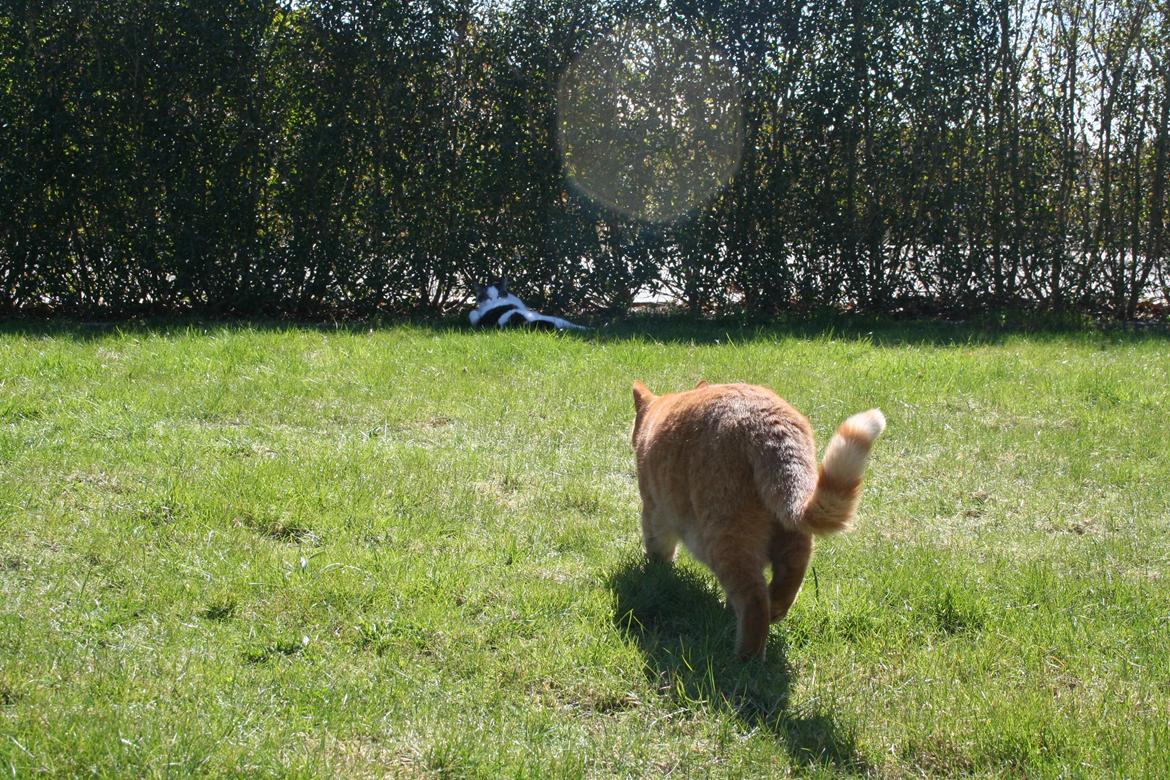 Huskat Bette Ski billede 7