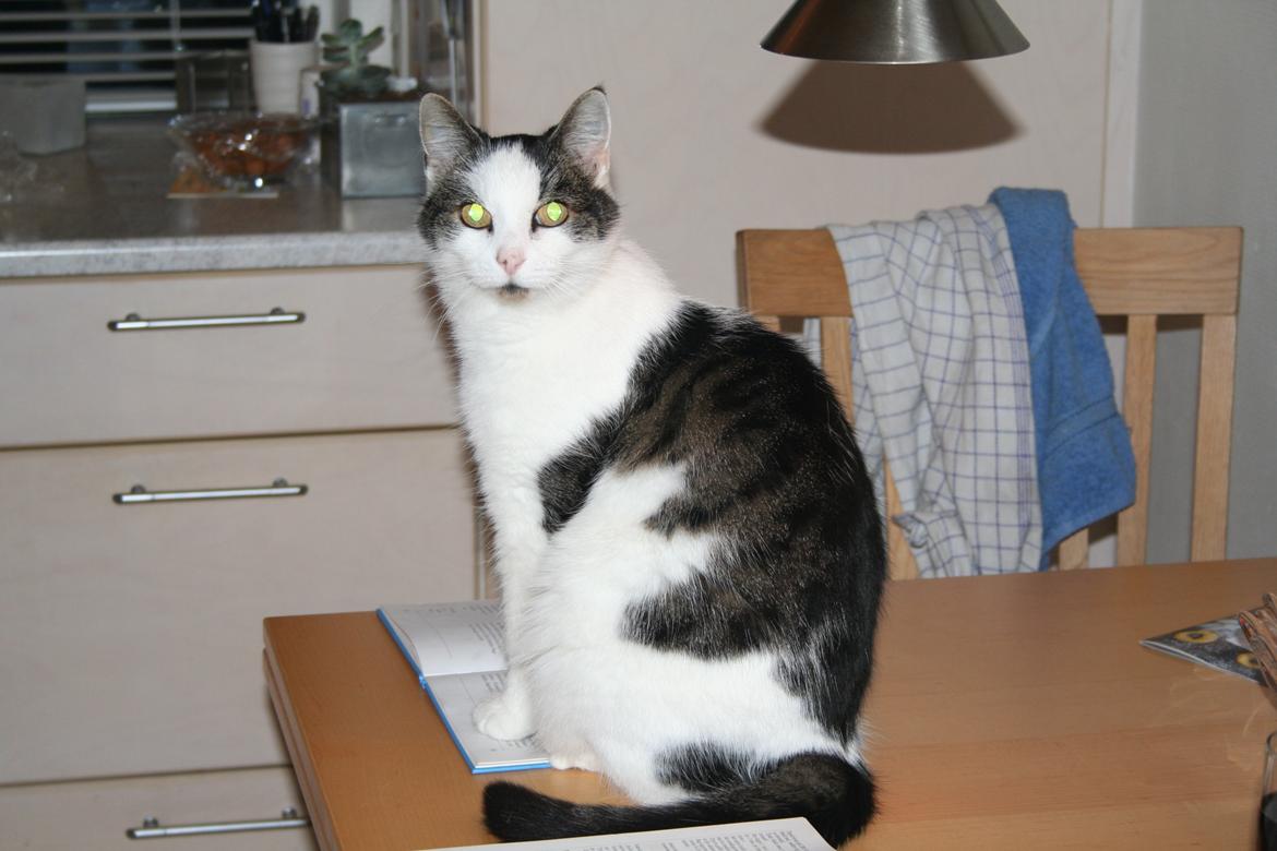 Huskat Bette Ski billede 3