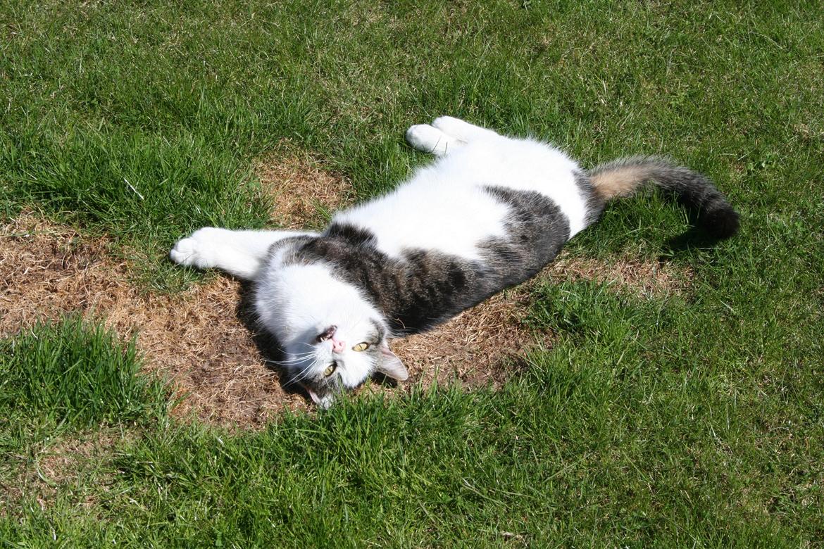 Huskat Bette Ski billede 4