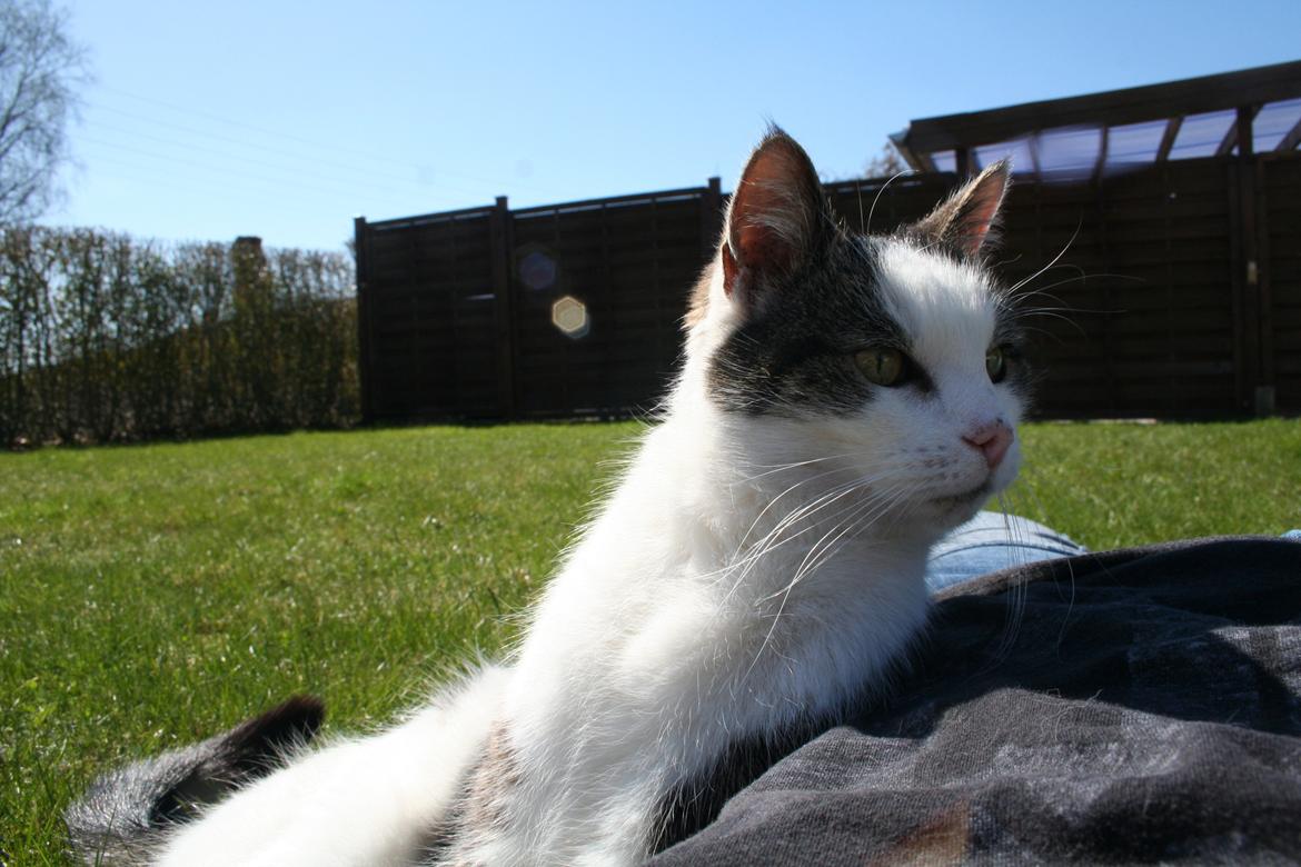 Huskat Bette Ski billede 5