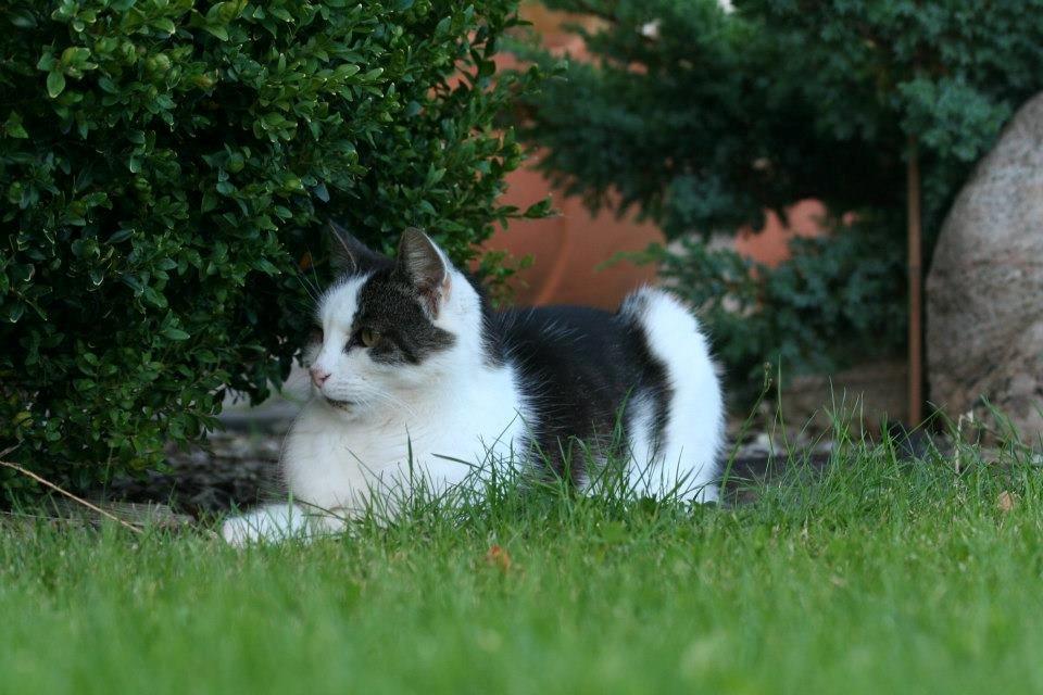 Huskat Bette Ski billede 6