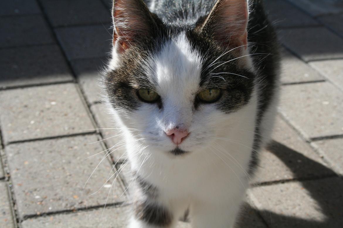 Huskat Bette Ski billede 1