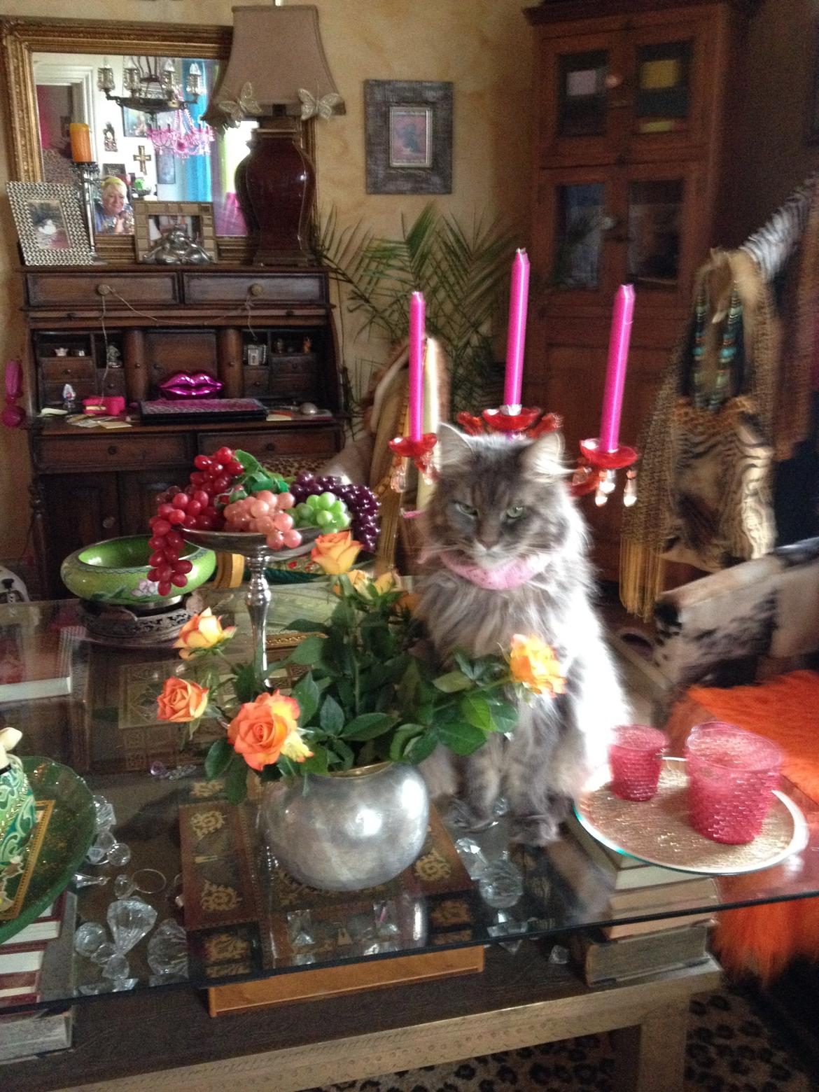 Maine Coon Mohi billede 2