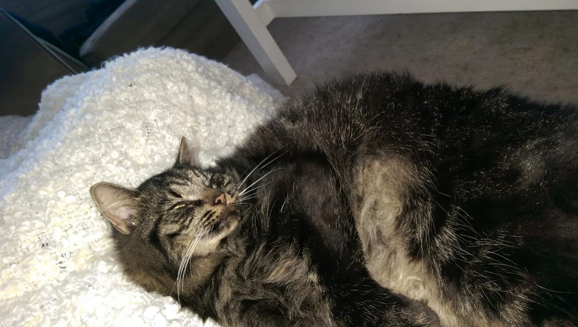 Norsk Skovkat sesam billede 6