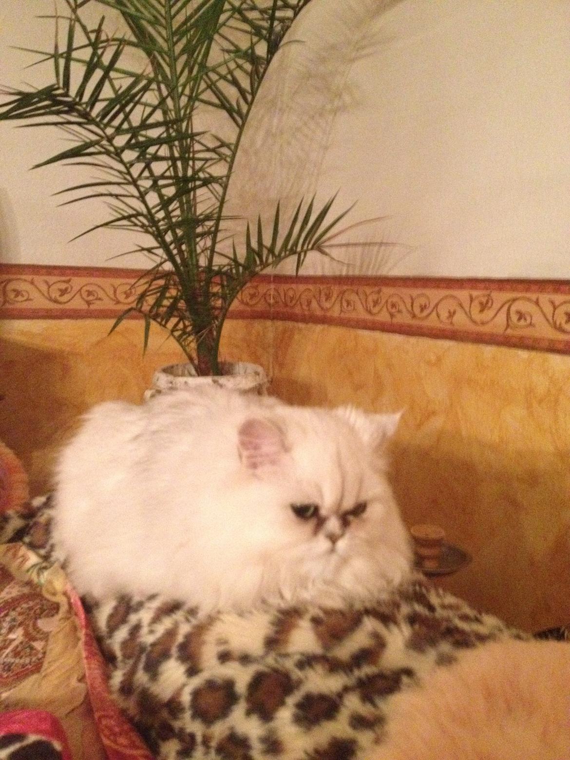 Perser Shaniea billede 1