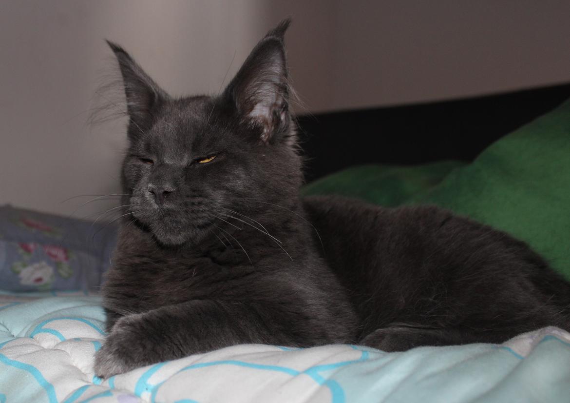 Maine Coon DK Proud Danish Prince Charming billede 6