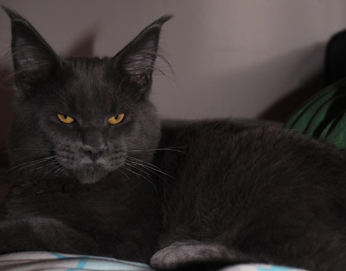 Maine Coon DK Proud Danish Prince Charming billede 7