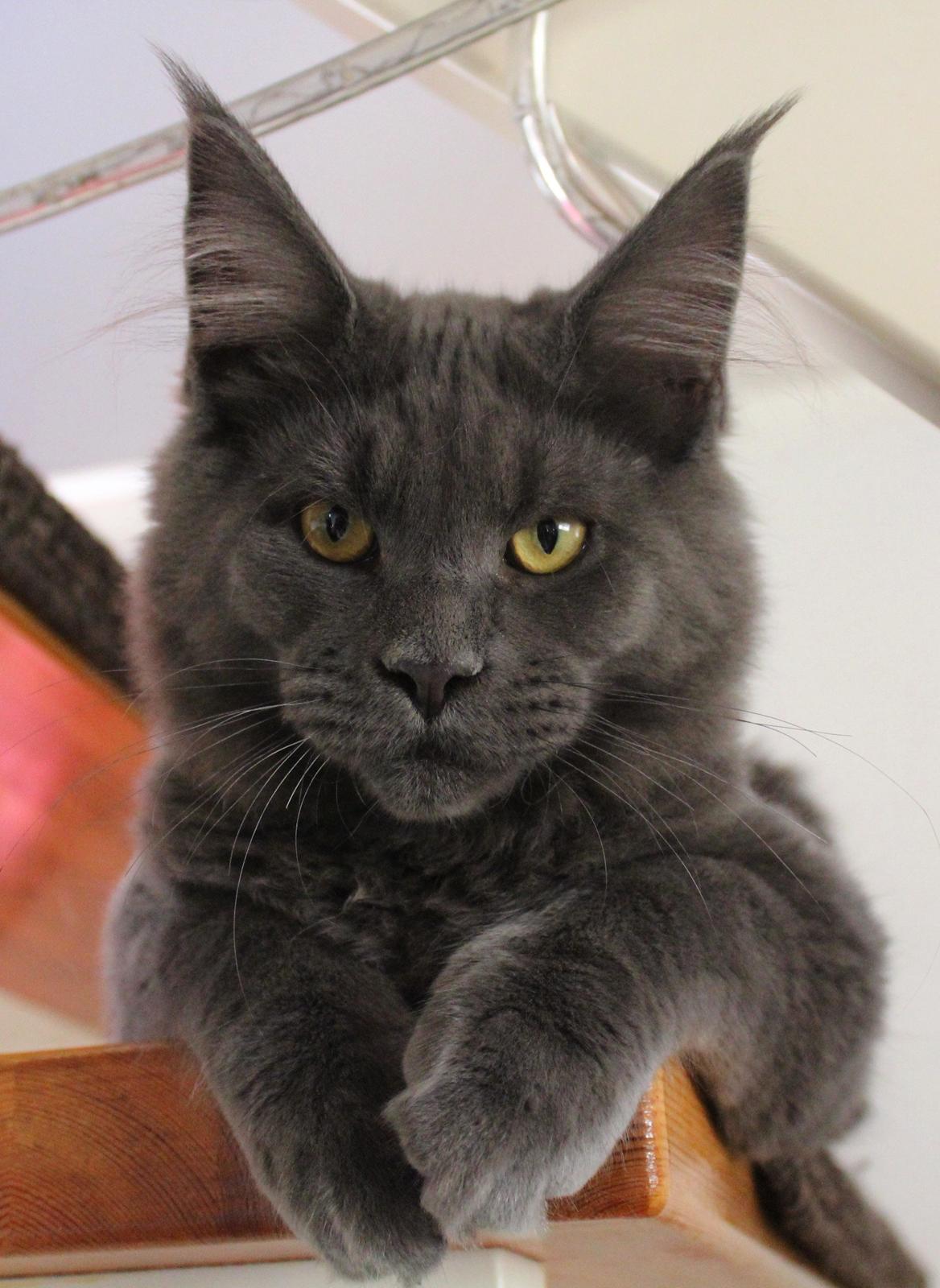 Maine Coon DK Proud Danish Prince Charming billede 4