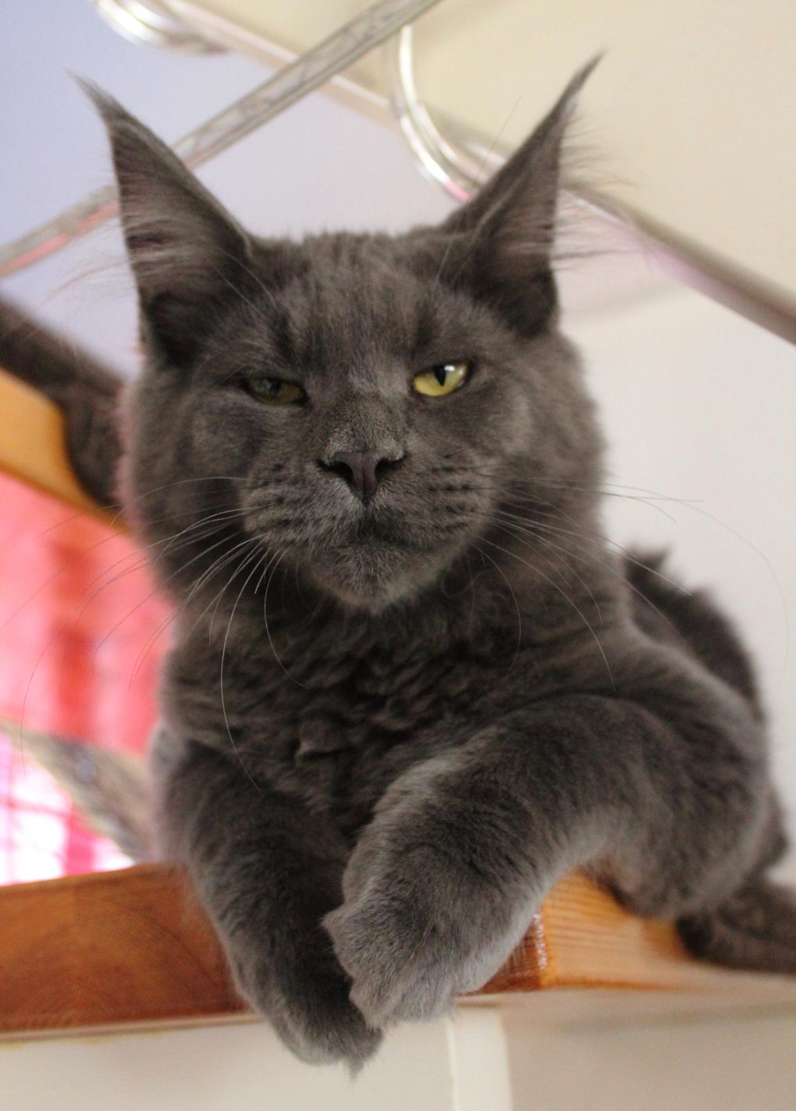 Maine Coon DK Proud Danish Prince Charming billede 5