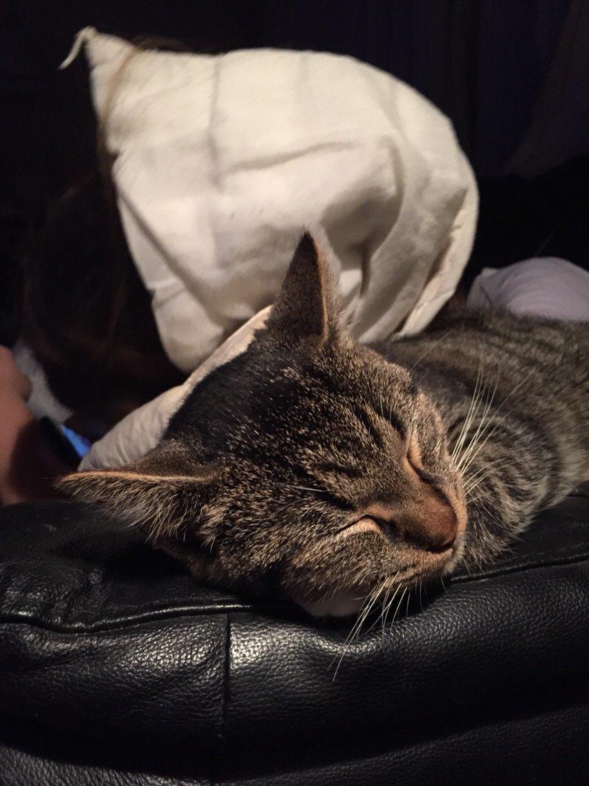 Huskat Tonser billede 24