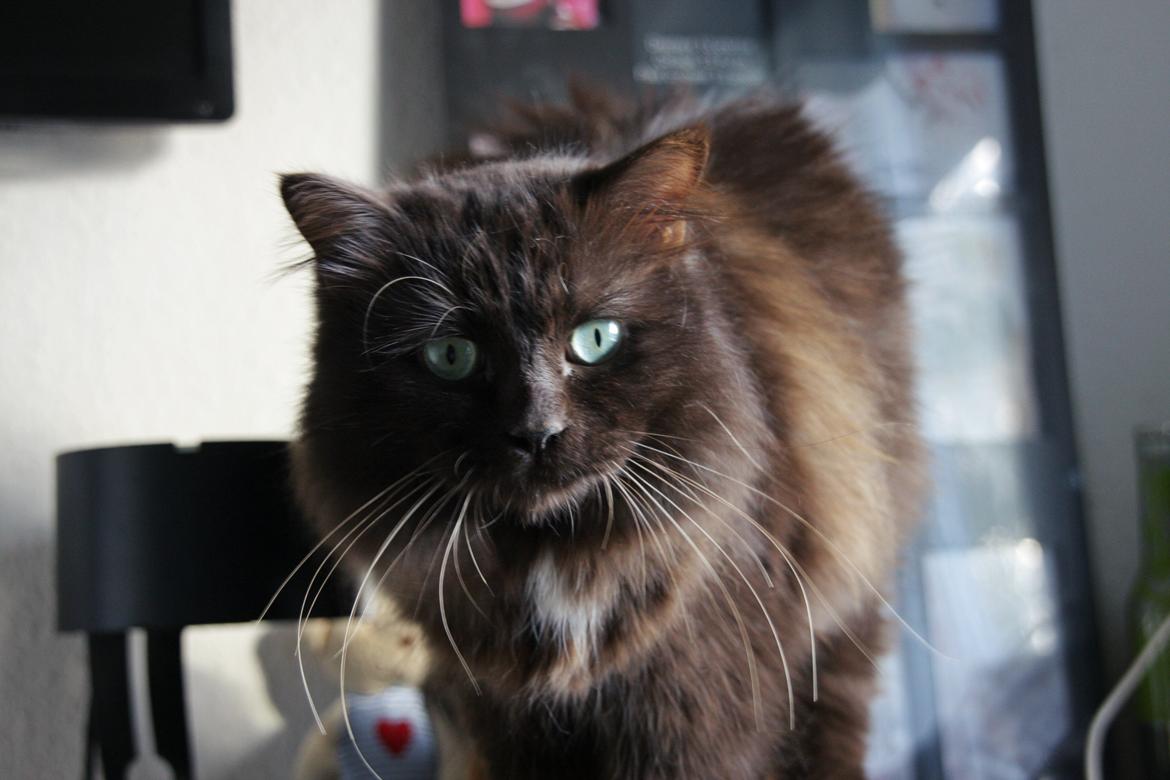 Blanding af racer ~ Cocio billede 6