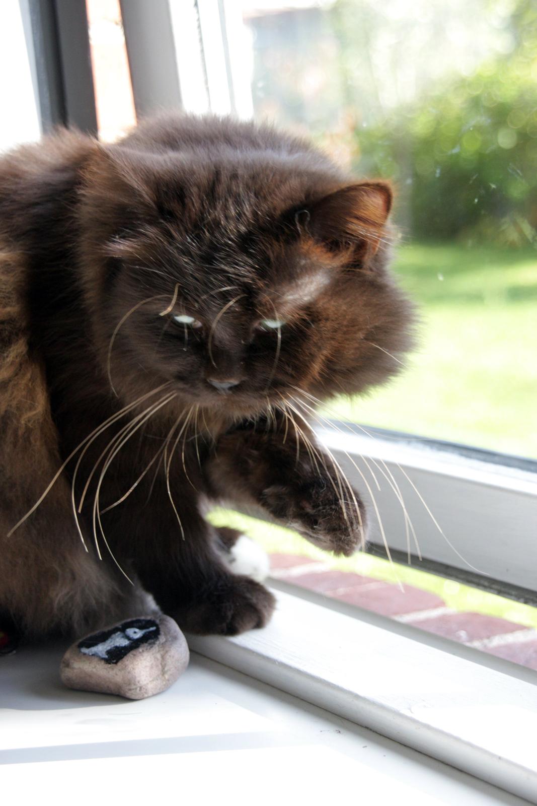 Blanding af racer ~ Cocio billede 7