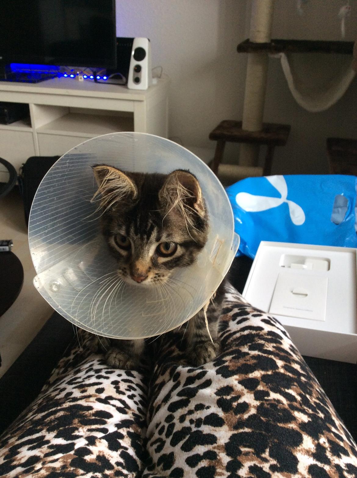 Maine Coon Pjuske billede 1