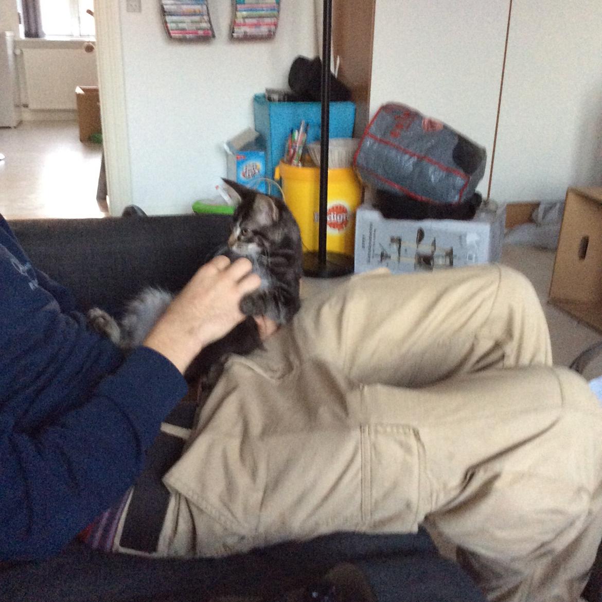 Maine Coon Pjuske billede 2