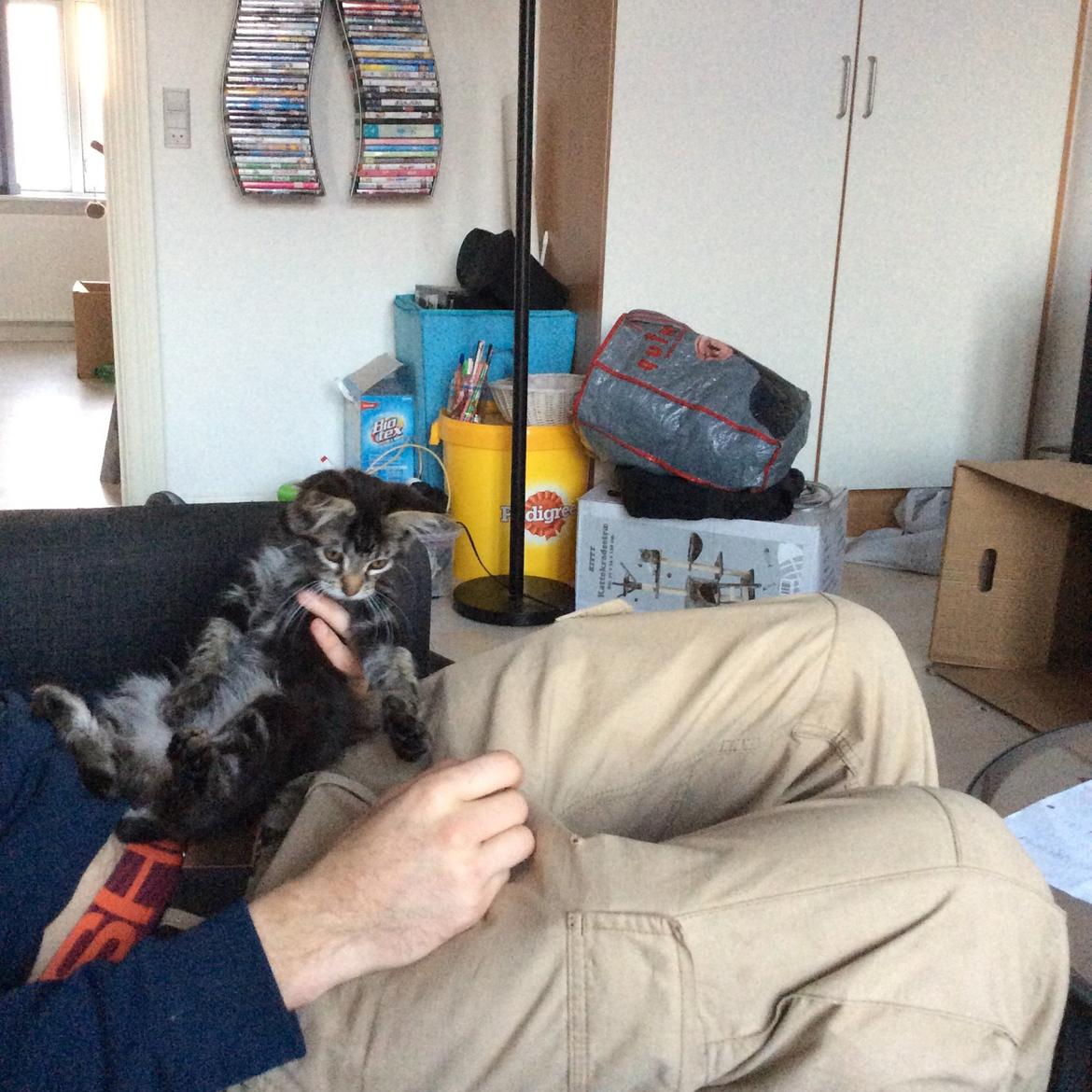 Maine Coon Pjuske billede 3