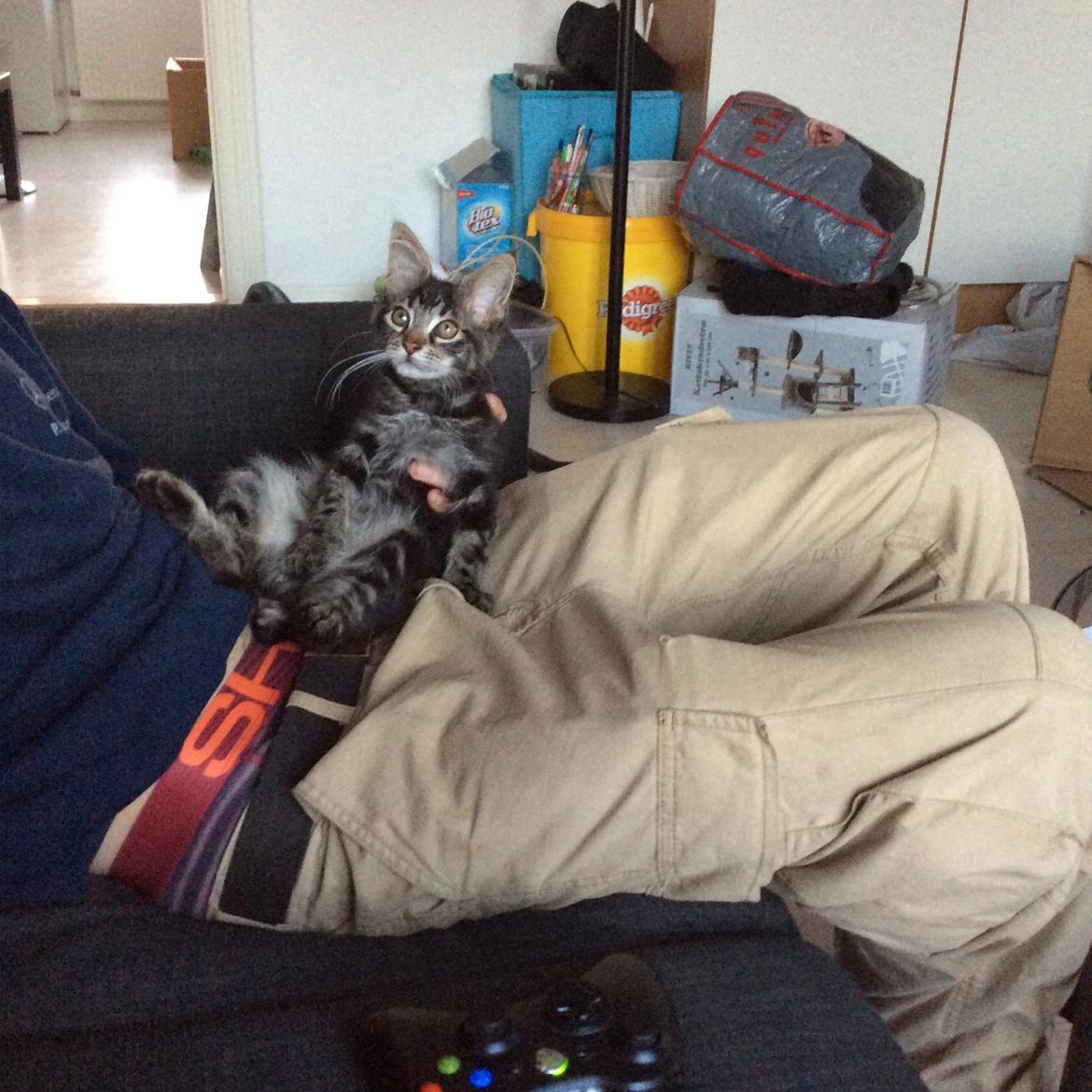 Maine Coon Pjuske billede 4