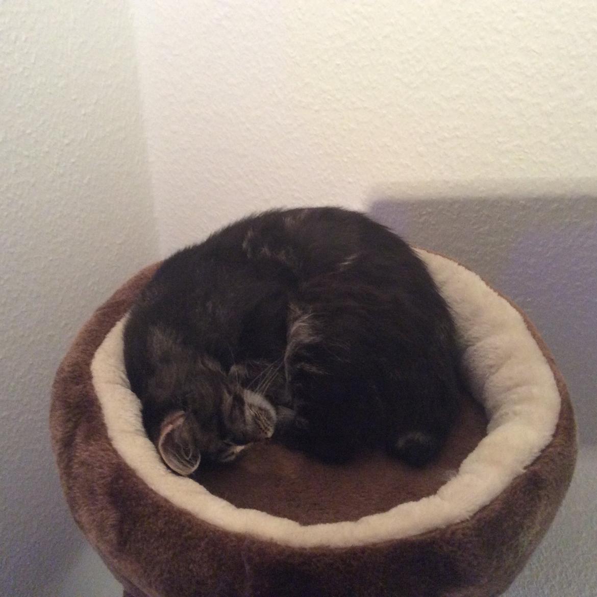 Maine Coon Pjuske billede 5