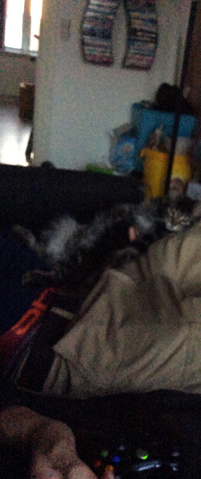 Maine Coon Pjuske billede 6