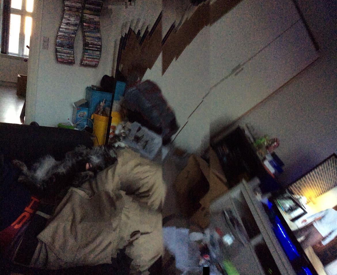 Maine Coon Pjuske billede 7