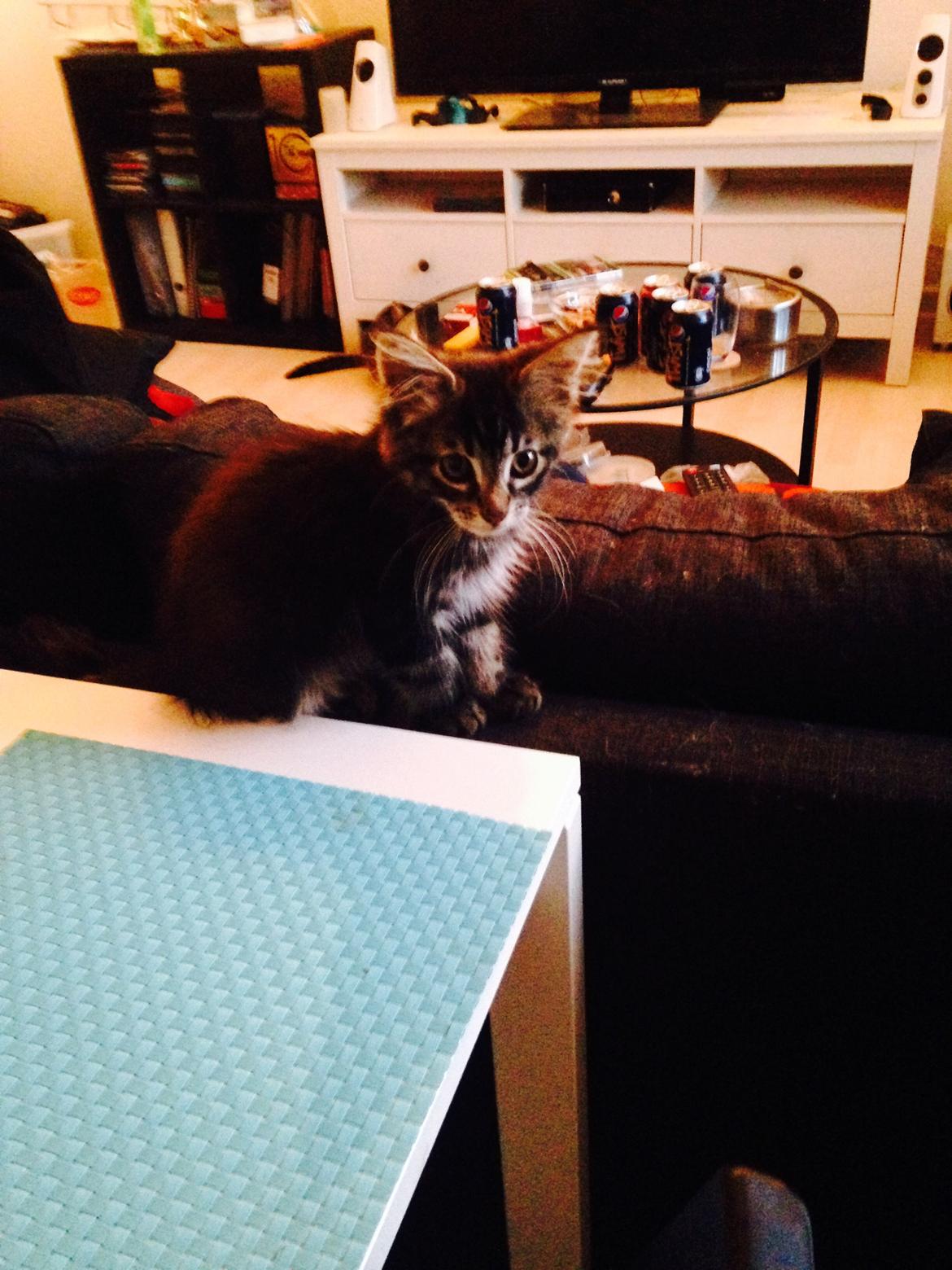 Maine Coon Pjuske billede 8