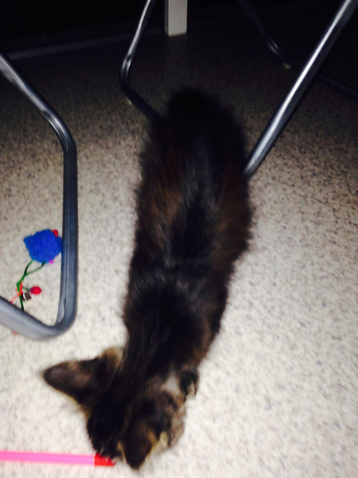 Maine Coon Pjuske billede 9