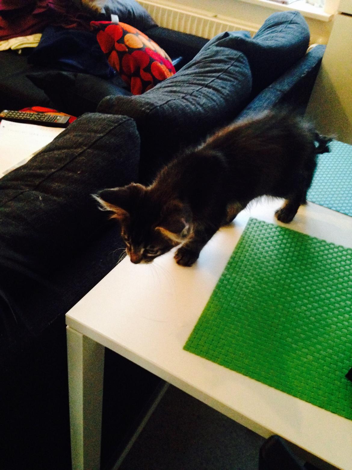 Maine Coon Pjuske billede 10