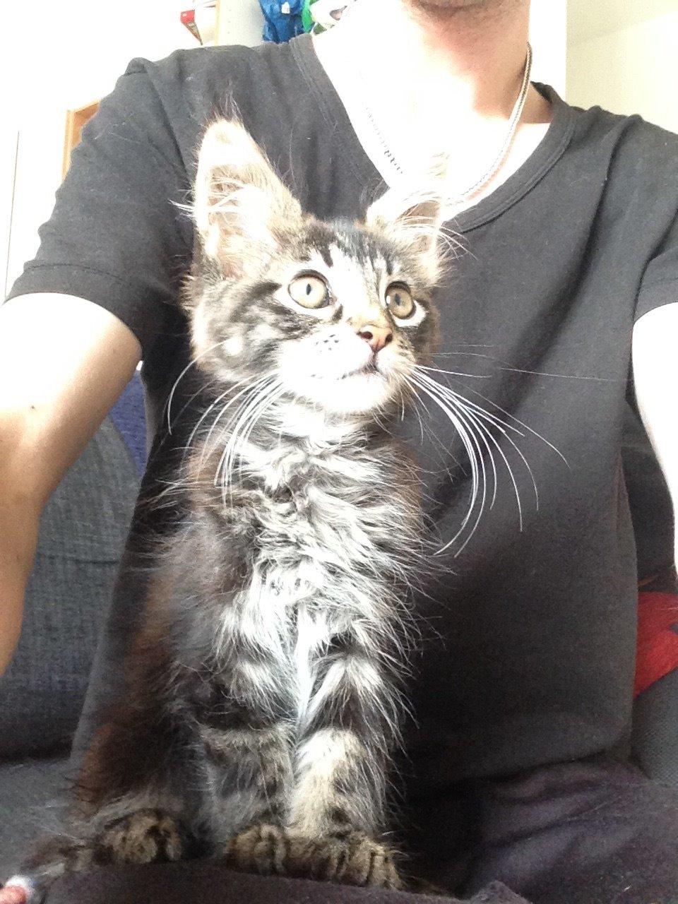 Maine Coon Pjuske billede 11