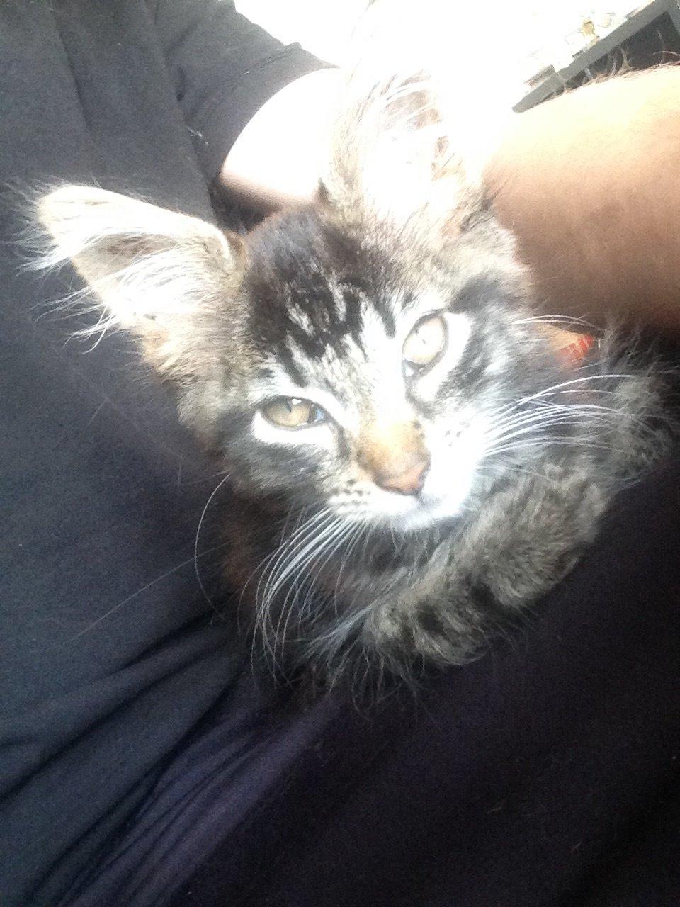 Maine Coon Pjuske billede 12