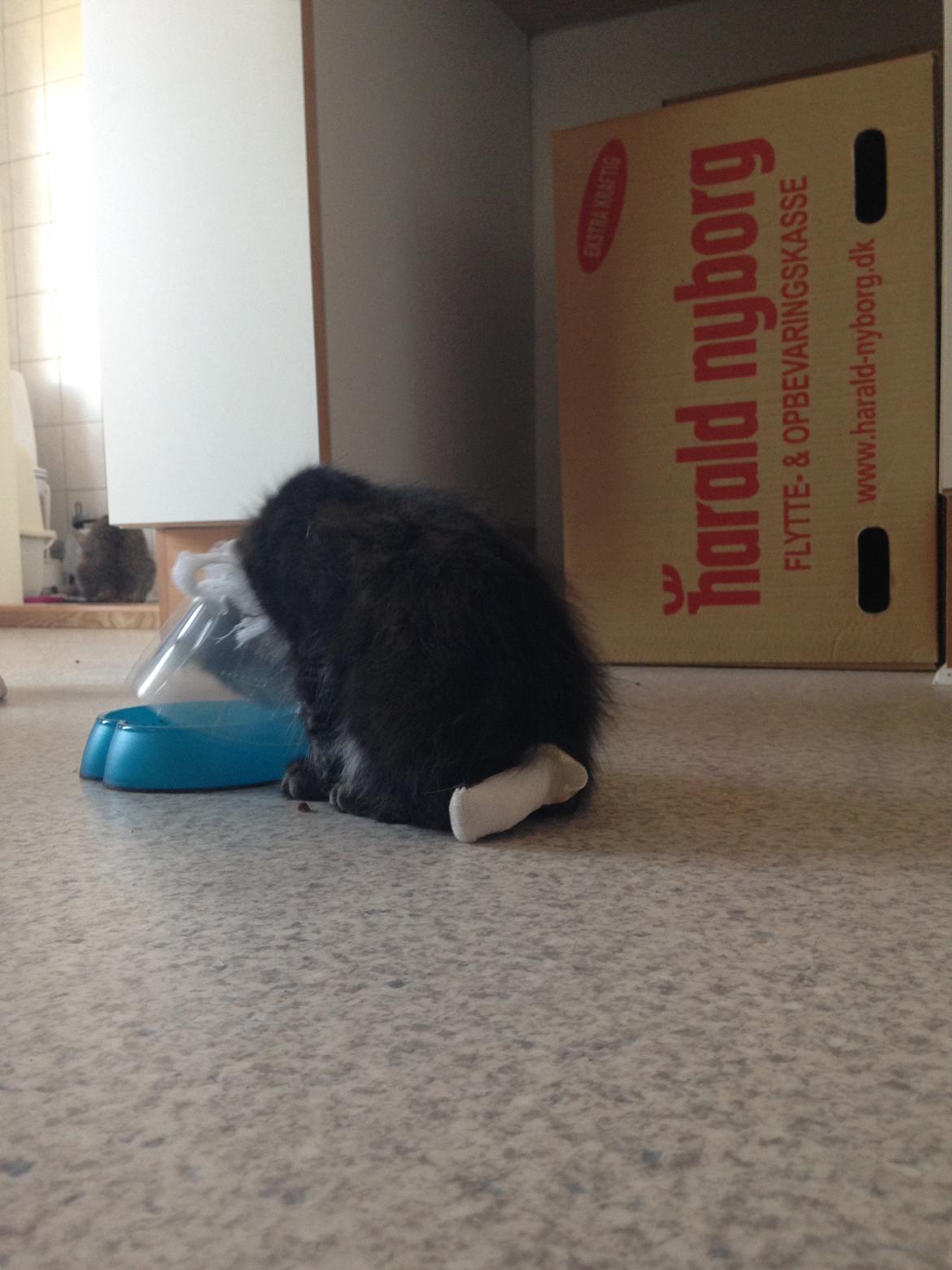 Maine Coon Pjuske billede 13