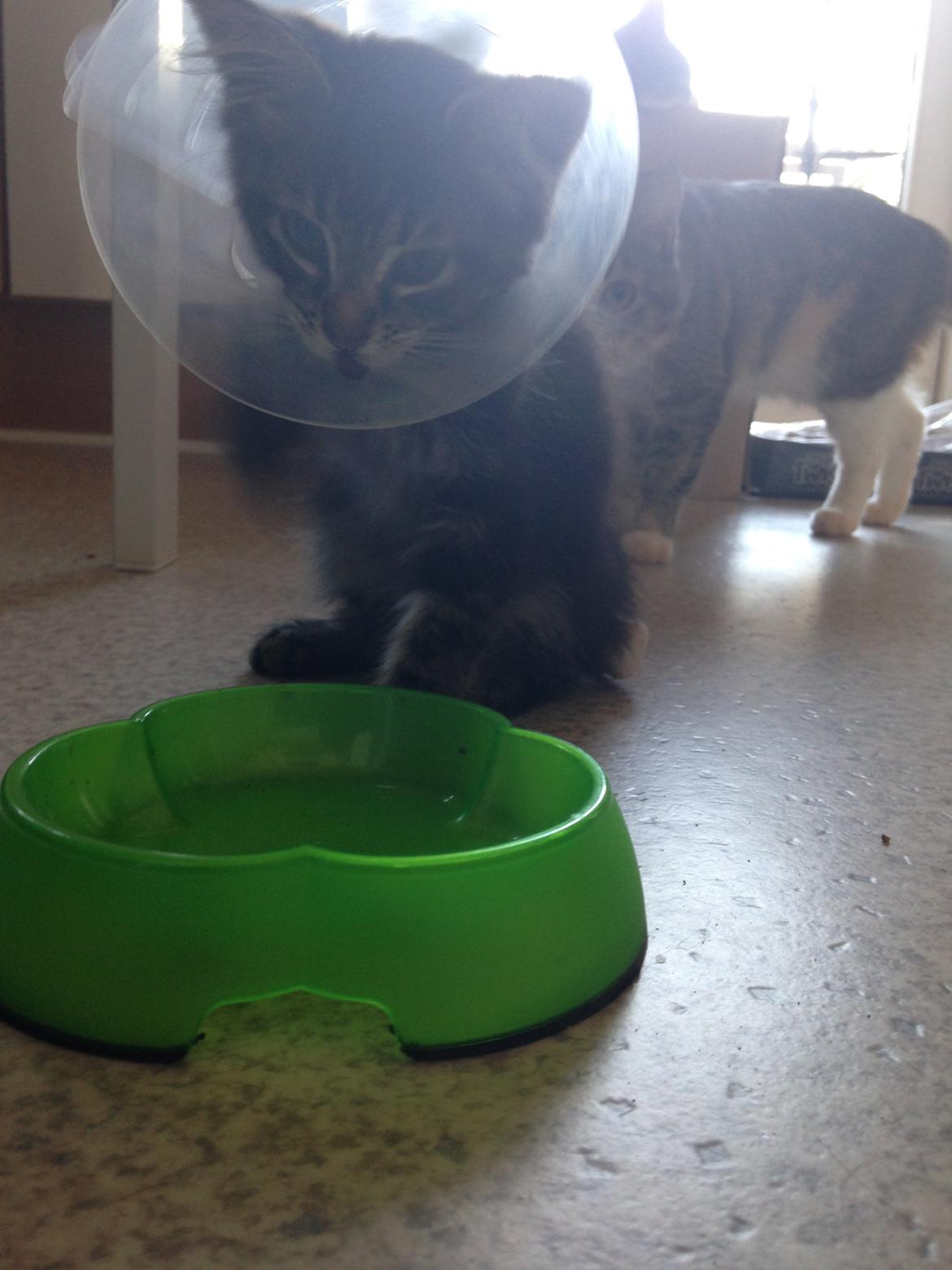 Maine Coon Pjuske billede 14