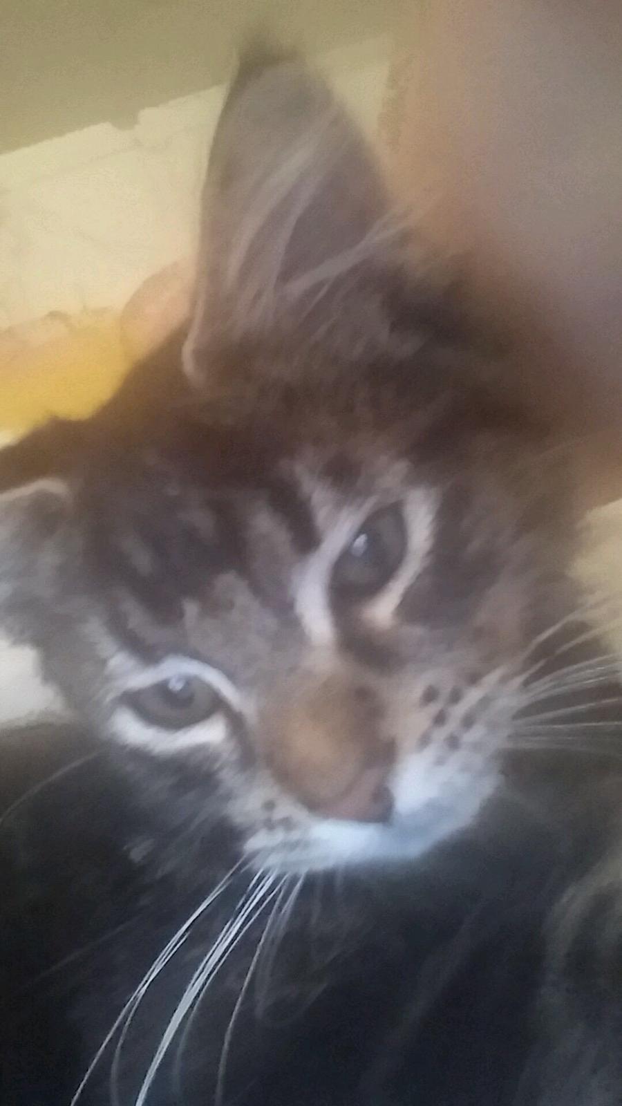 Maine Coon Pjuske billede 15