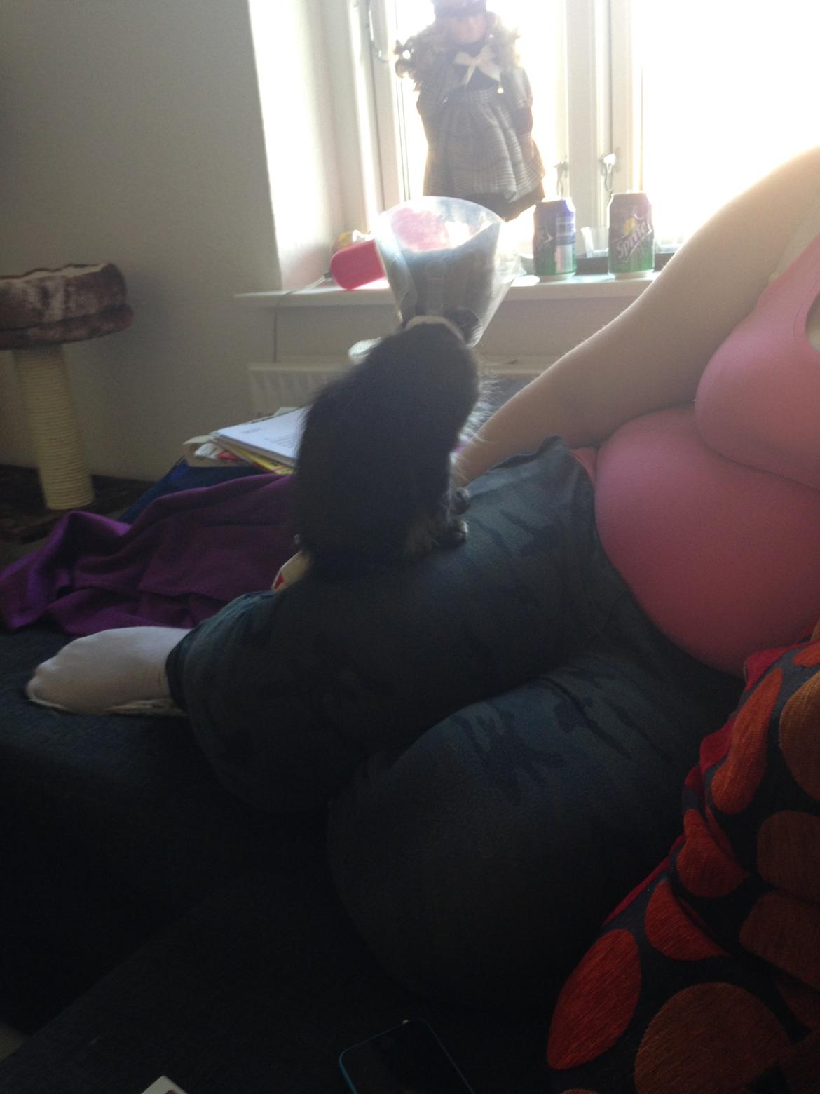 Maine Coon Pjuske billede 16