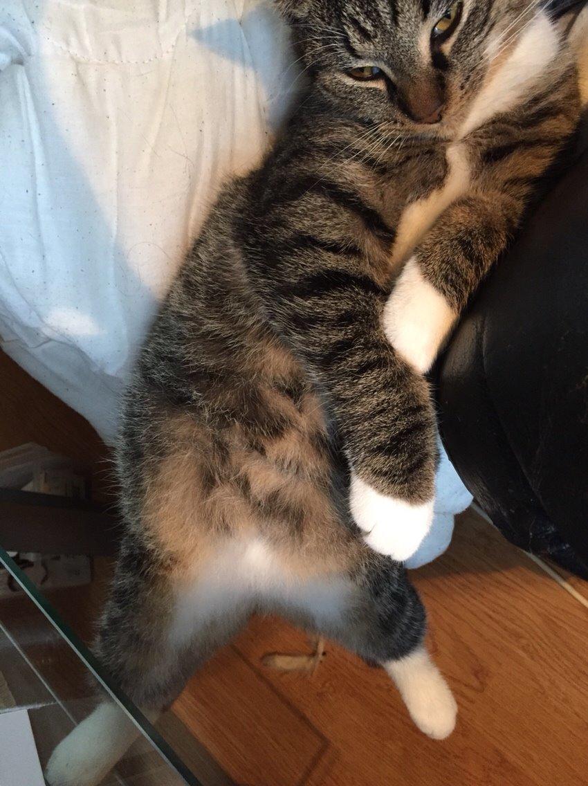 Huskat Tonser billede 25